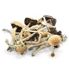 Amazonian Cubensis Mushrooms for Sale